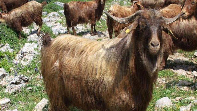 Konfirmohet rasti i parë i murtajës së bagëtive të