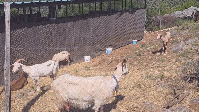 Karantinohet një fermë në Postribë të Shkodrës,